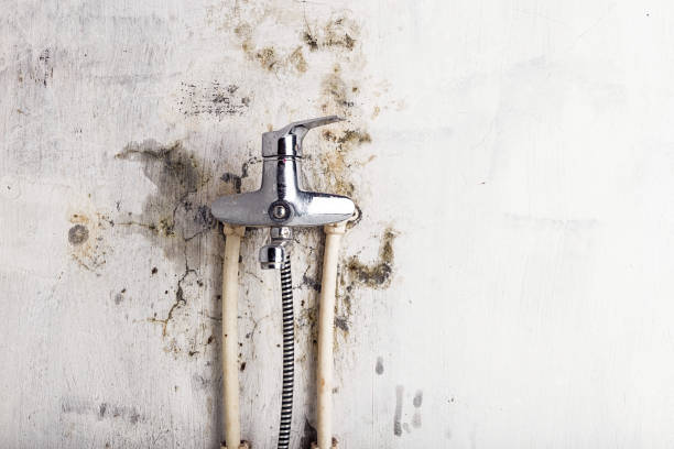 Best Commercial Mold Remediation in Lexington, TN
