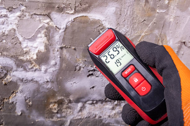  Lexington, TN Mold Removal Pros