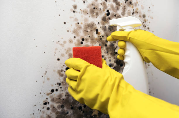 Lexington, TN Mold Remediation Company