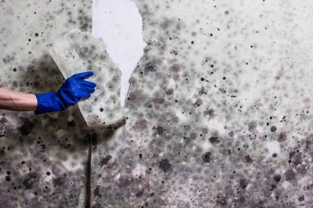 Best Insurance-Related Mold Remediation in Lexington, TN