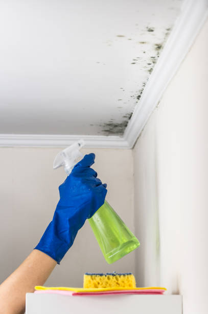 Best Bathroom Mold Remediation in Lexington, TN